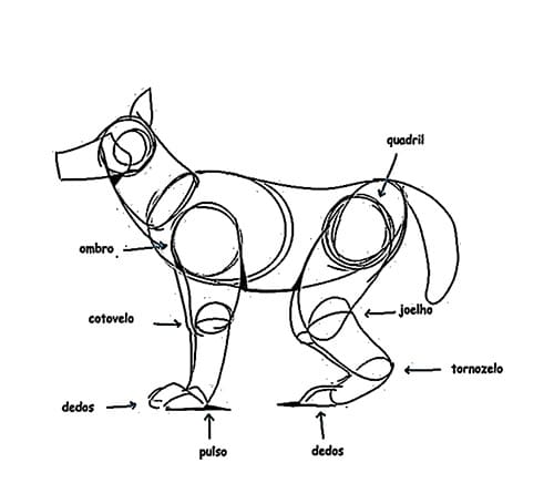 Desenhos de Animais para Desenhar em Simples Passos – Eu Geek ?