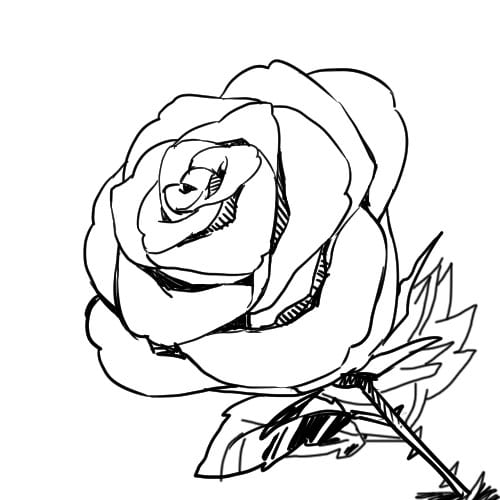 como desenhar uma rosa